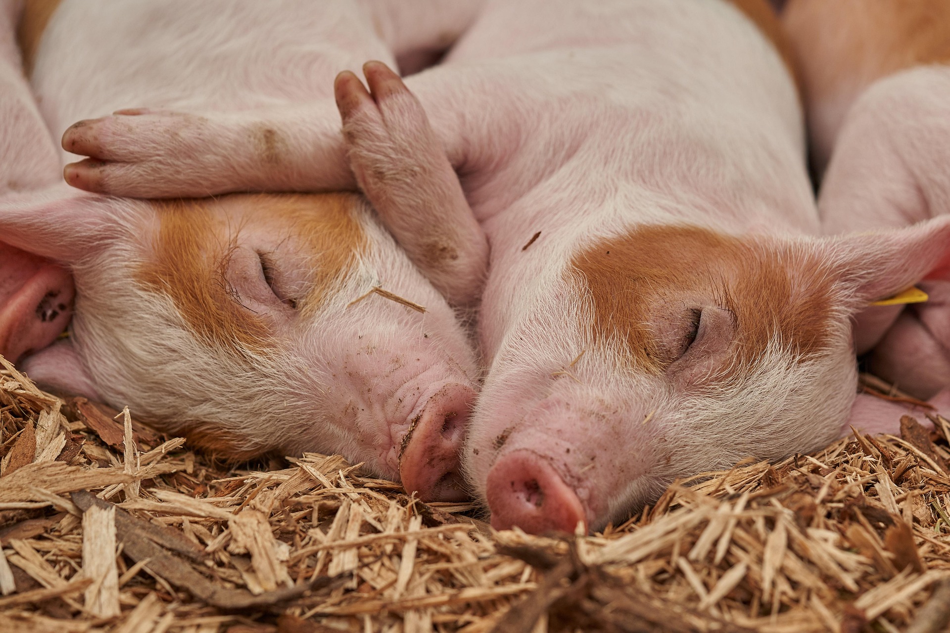Bali Moves to Improve Pig Supply Chain to Meet Tourism Industry Demand